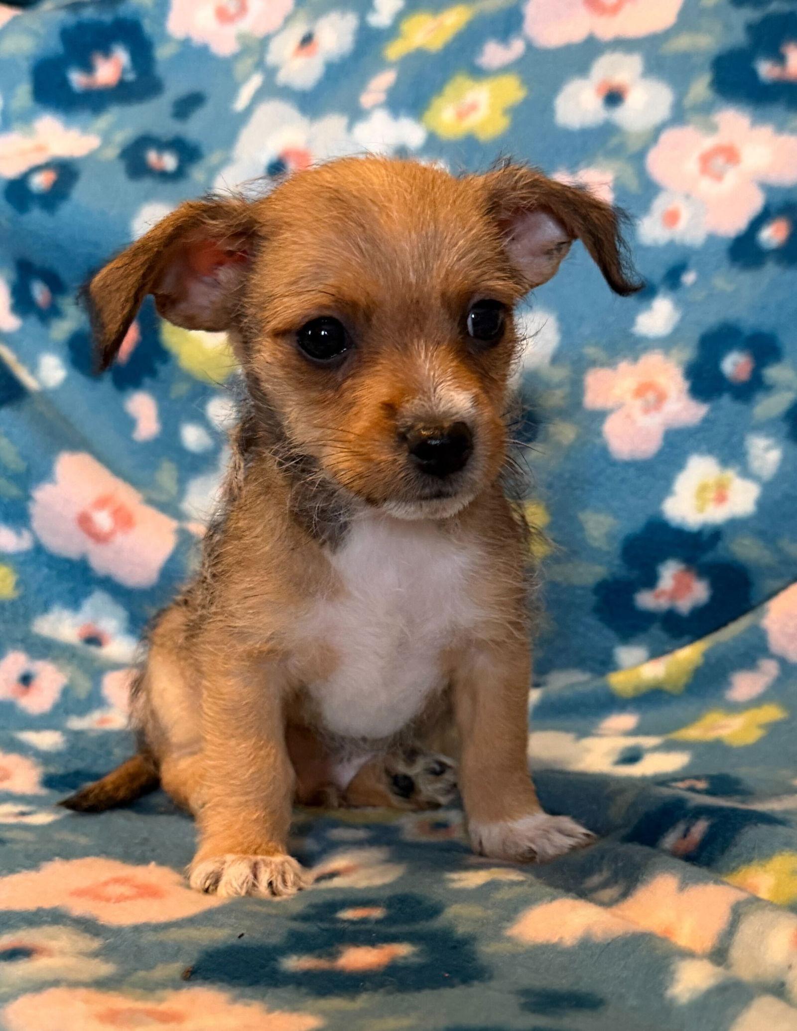 Enlarge Raul - a Lucy pup, a Adoptable Chihuahua in Pacolet, SC image 2/3