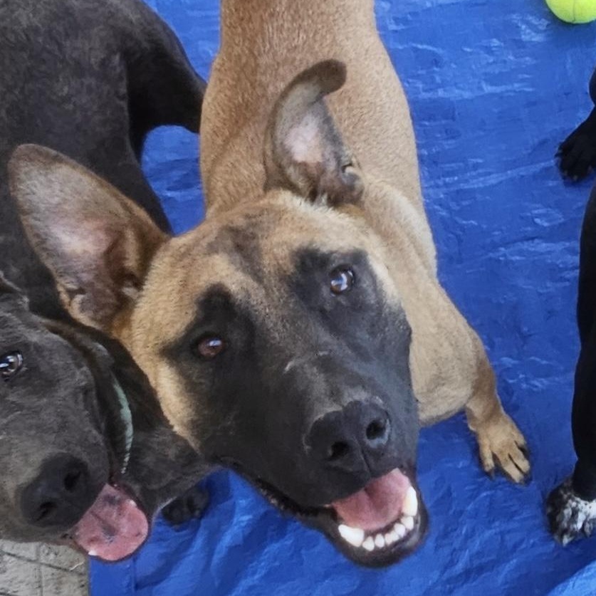 Hector Barbosa, an adoptable Belgian Shepherd / Malinois in Pocatello, ID, 83202 | Photo Image 2
