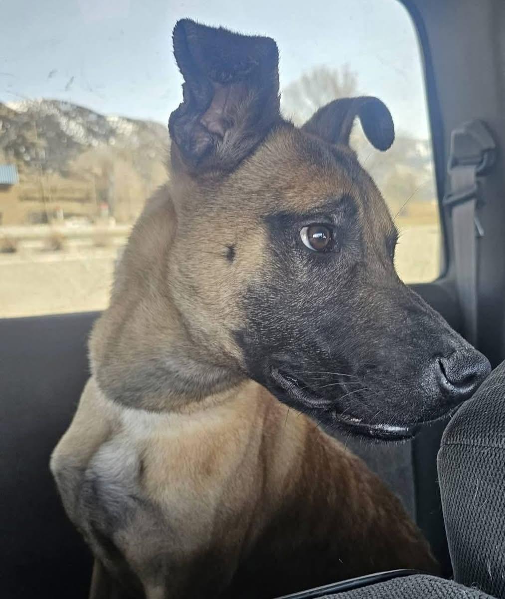 Hector Barbosa, an adoptable Belgian Shepherd / Malinois in Pocatello, ID, 83202 | Photo Image 4