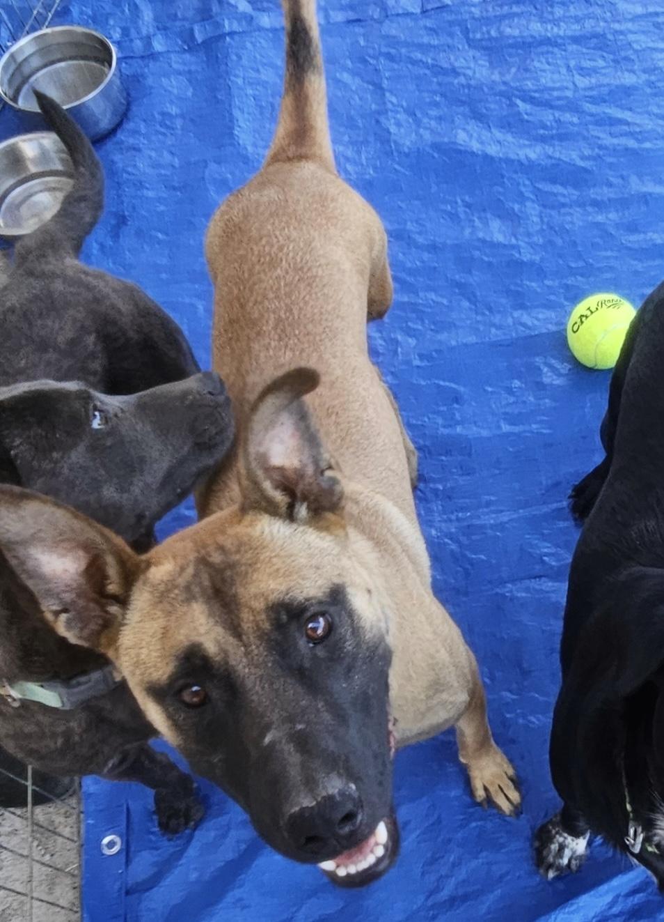 Hector Barbosa, an adoptable Belgian Shepherd / Malinois in Pocatello, ID, 83202 | Photo Image 5
