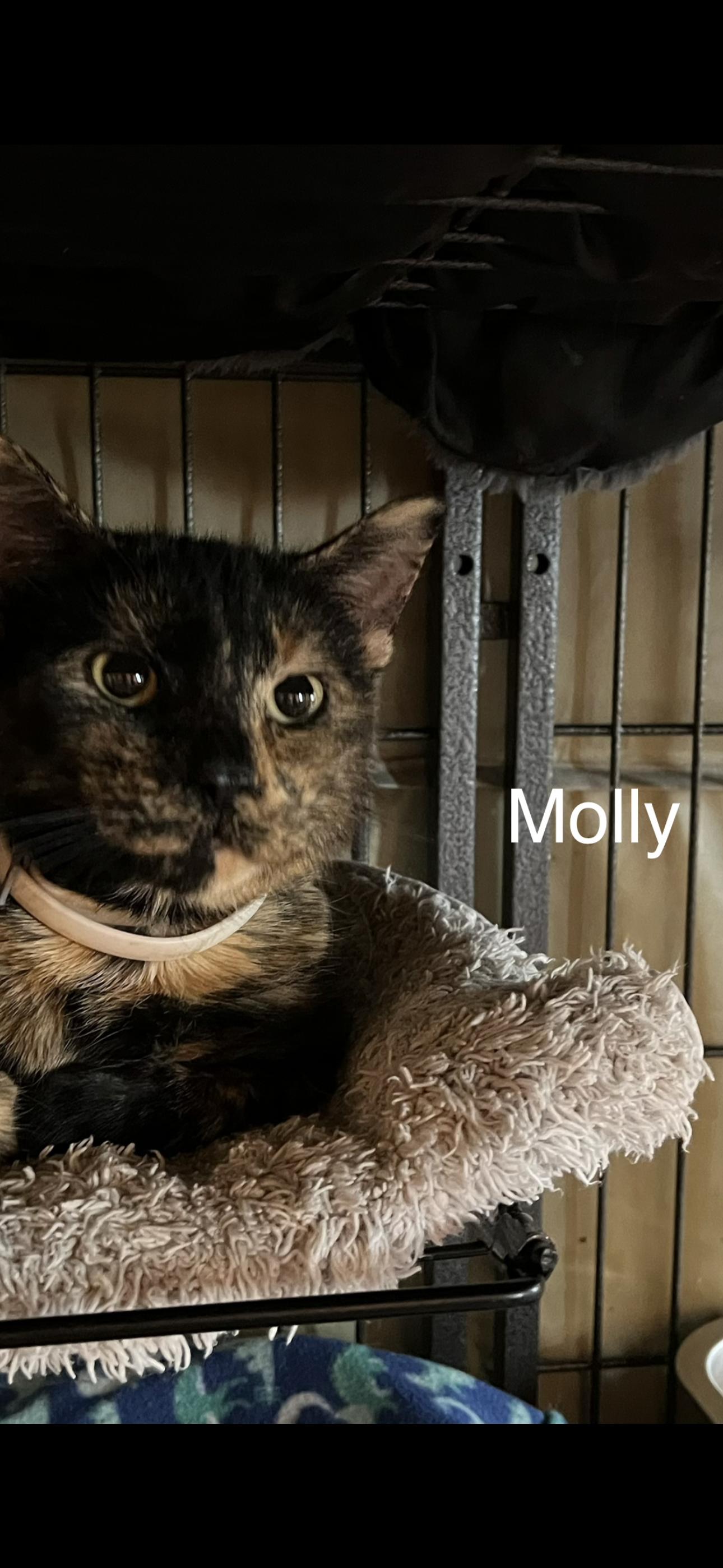 Enlarge Molly, a Adoptable Domestic Short Hair in Sneads Ferry, NC image 1/2