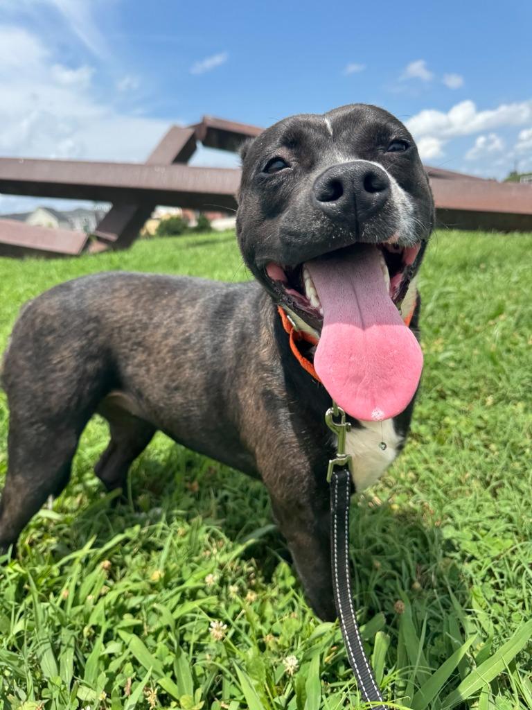 Paprika, a Adoptable mixed breed in East Ridge, TN image 1/6