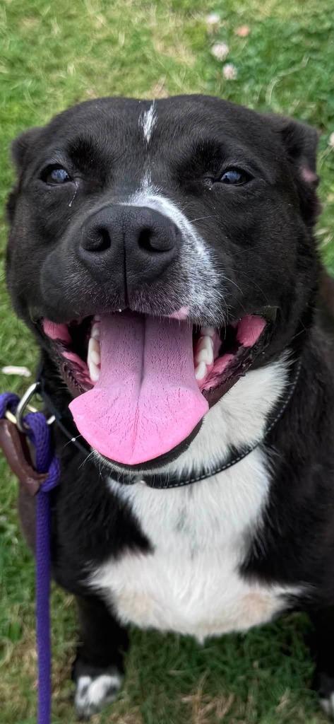 Enlarge Paprika, a Adoptable mixed breed in East Ridge, TN image 1/3
