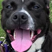 Enlarge Paprika, a Adoptable mixed breed in East Ridge, TN image 2/3