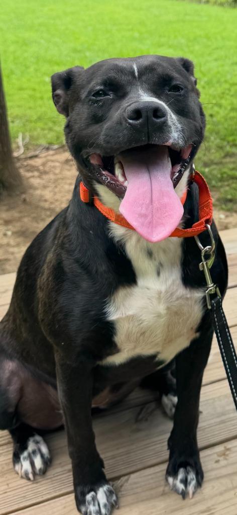 Paprika, a Adoptable mixed breed in East Ridge, TN image 5/6