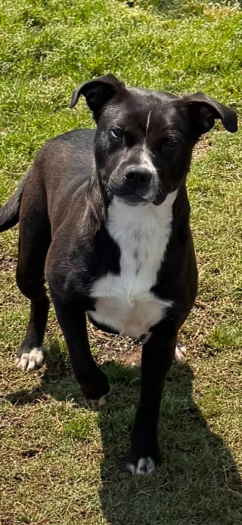 Paprika, Adoptable, Young Female Labrador Retriever.