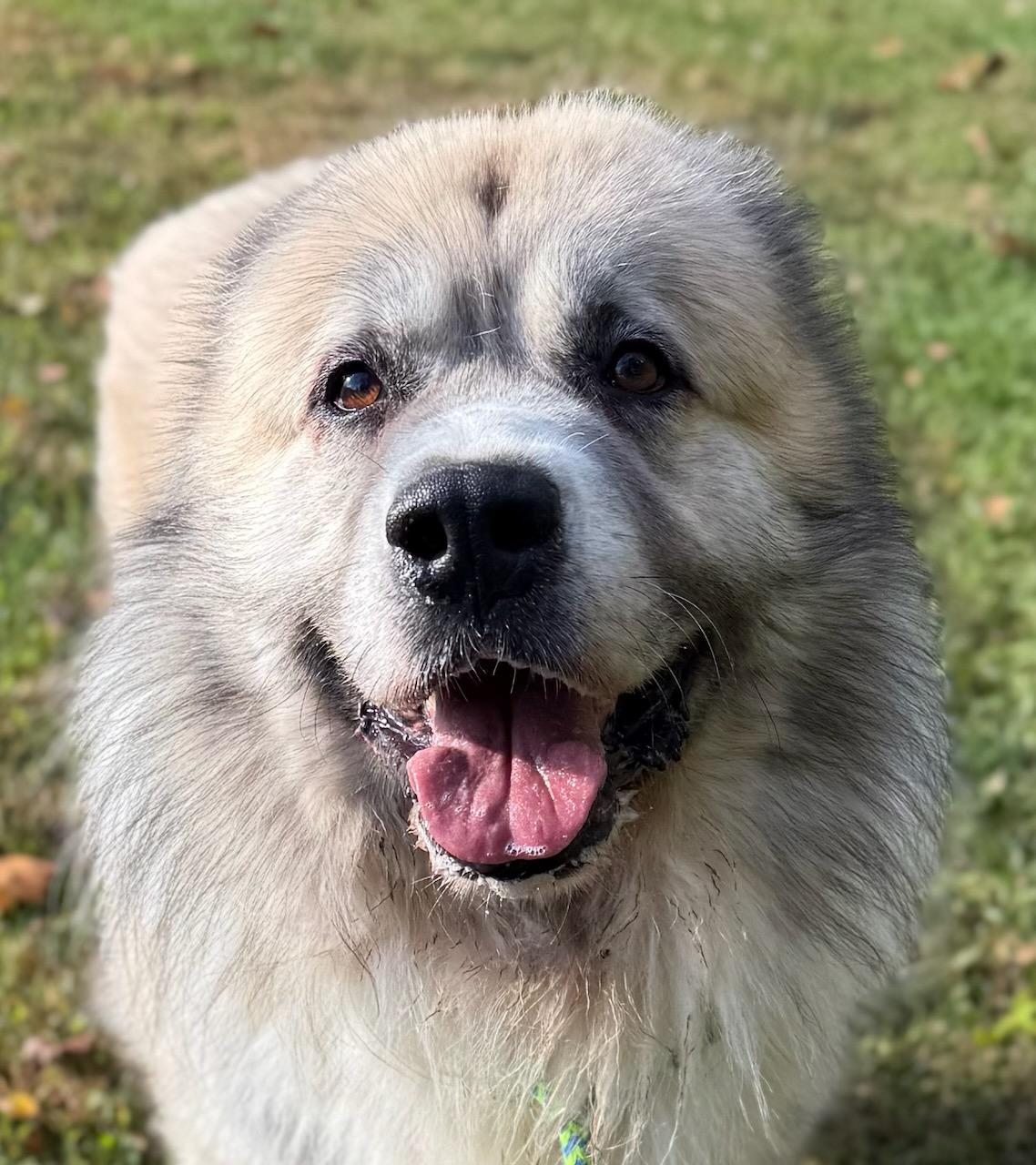 Bandit (ID 48837/3518)