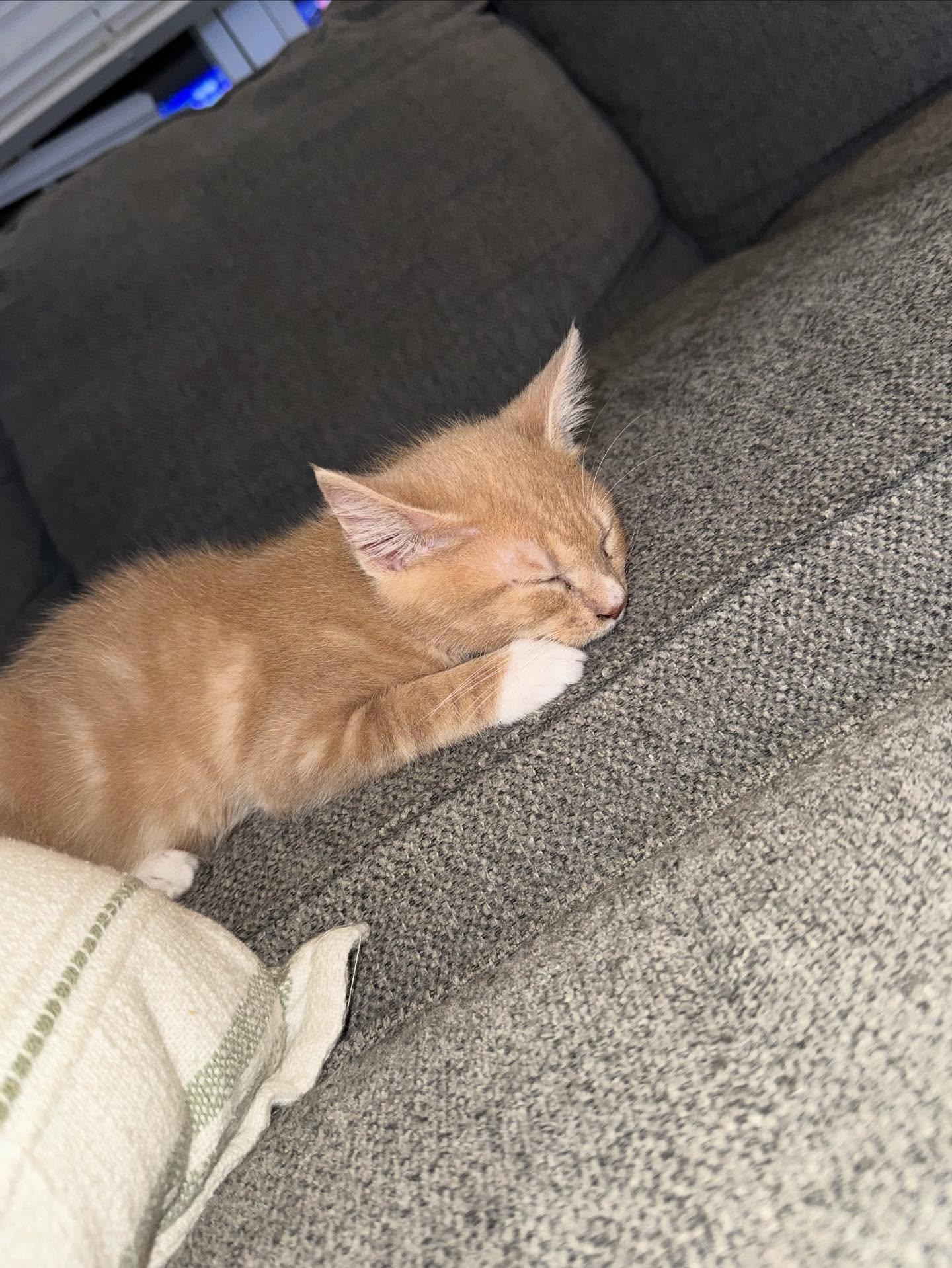 Monterey Jack, Adoptable, Young Male Domestic Short Hair.