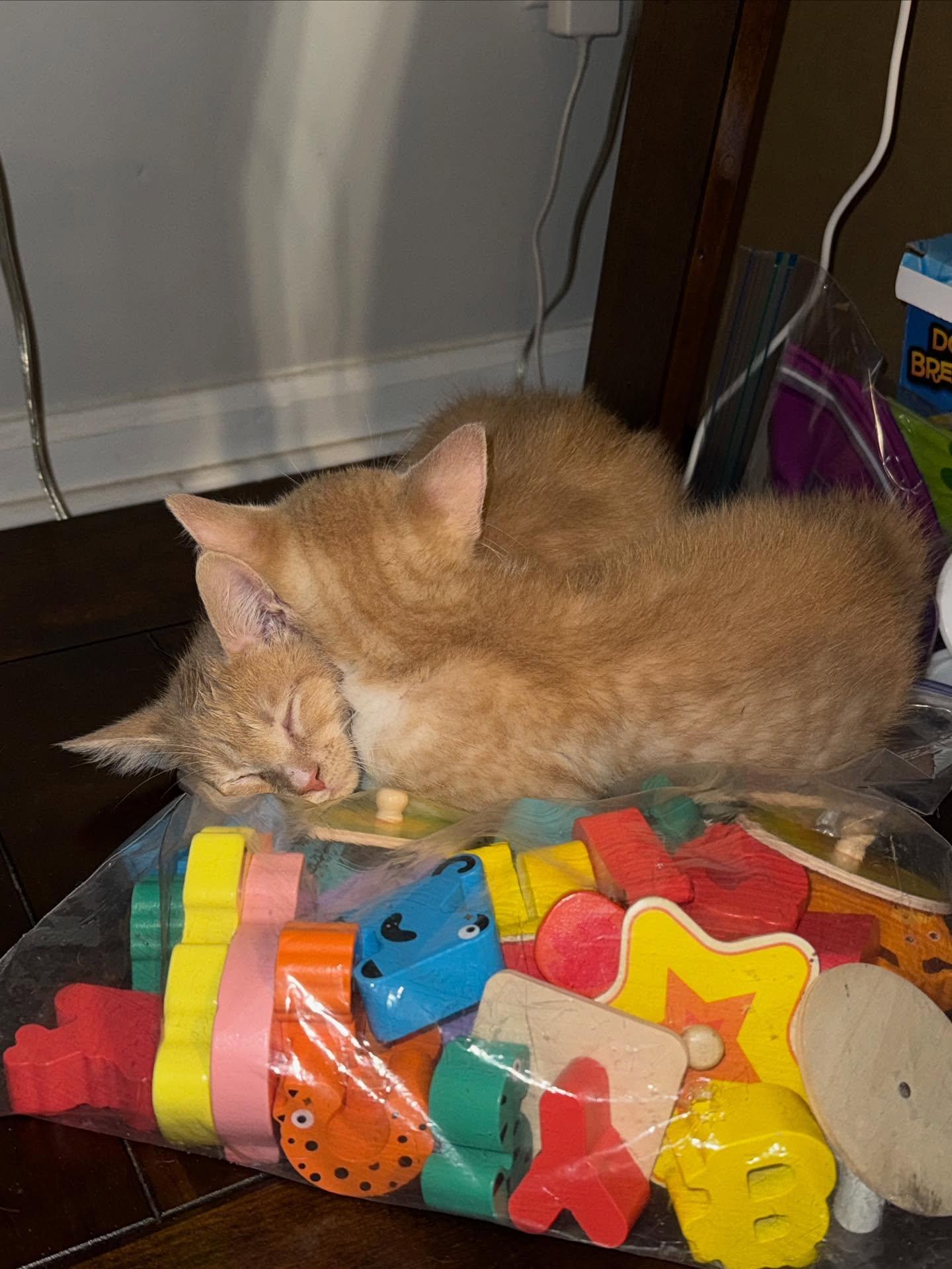 Monterey Jack thumbnail 4