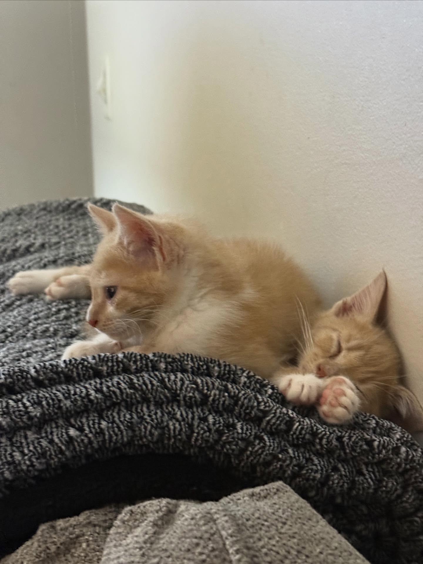 Monterey Jack, Adoptable, Young Male Domestic Short Hair.