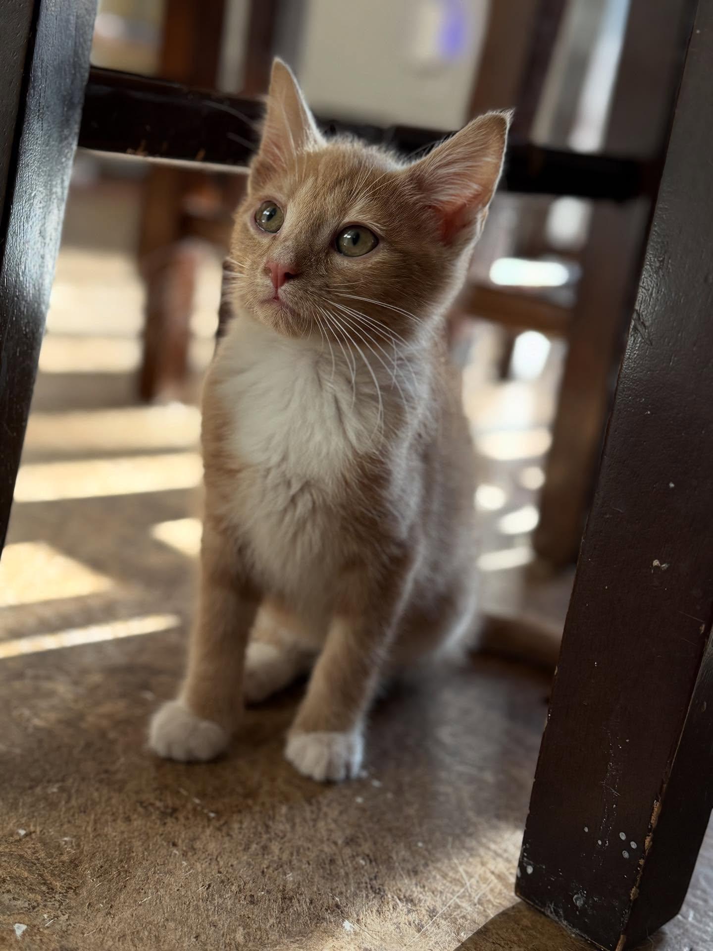 Monterey Jack, a Adoptable Domestic Short Hair in North Charleston, SC image 4/5