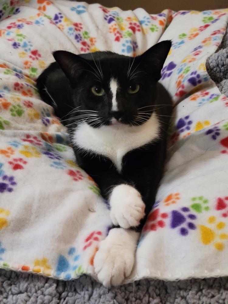 Kyler, Adoptable, Young Male Domestic Short Hair.