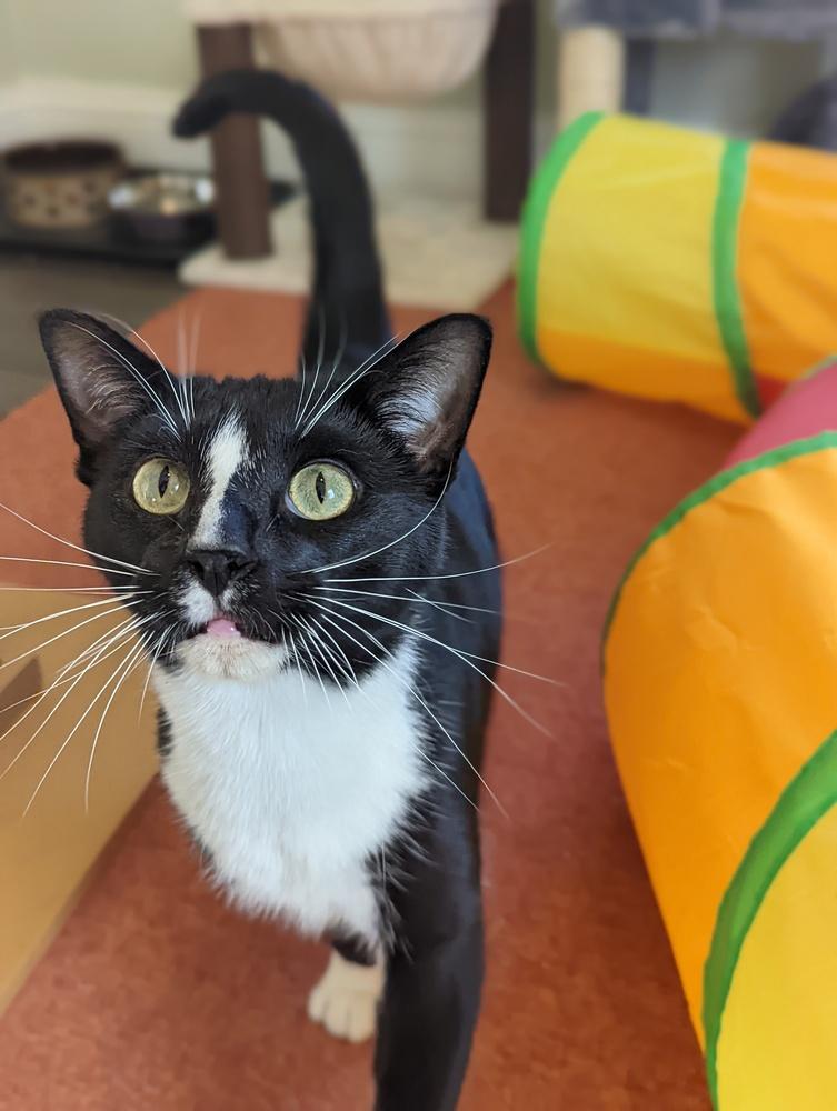 Kyler, Adoptable, Young Male Domestic Short Hair.