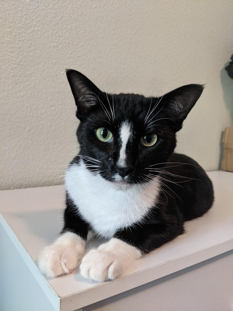 Kyler, a Adoptable mixed breed in Richardson, TX image 2/5