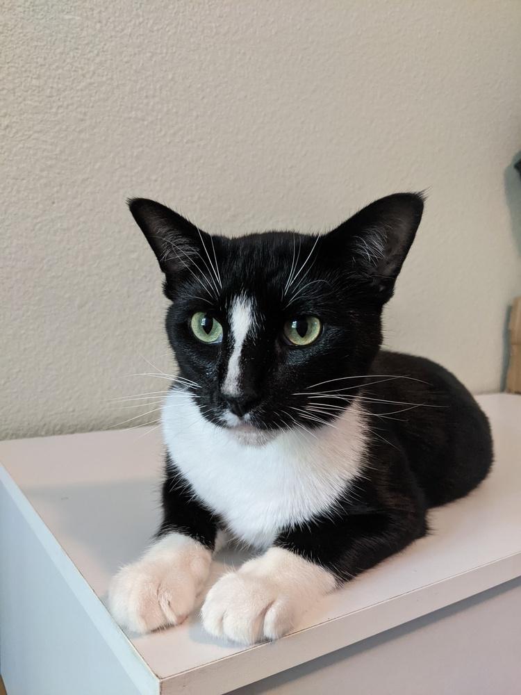 Kyler, a Adoptable mixed breed in Richardson, TX image 3/5