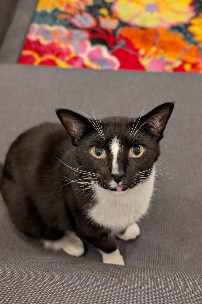 Kyler, a Adoptable mixed breed in Richardson, TX image 5/5