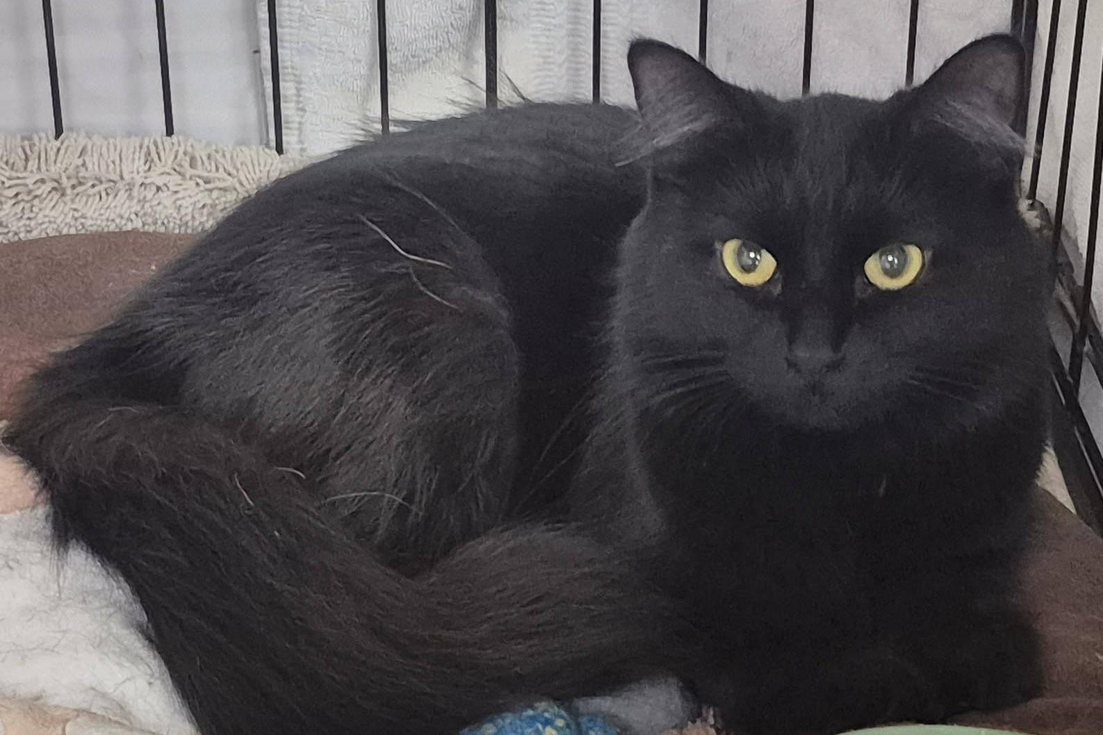 Serena26, ADOPTABLE, Adult Female Domestic Long Hair.