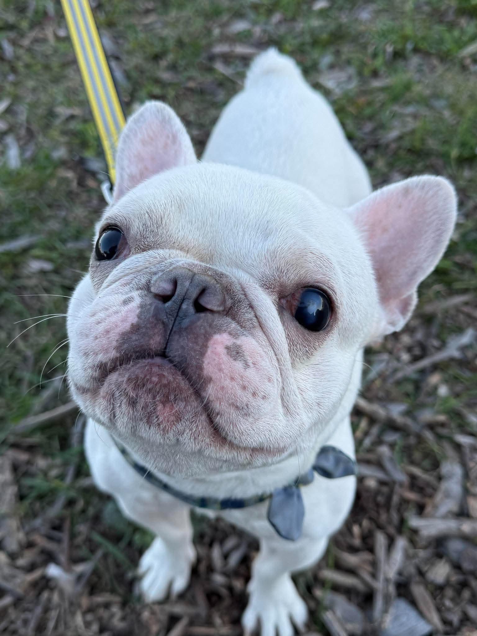Enlarge Romie, a Adoptable French Bulldog in Duluth, MN image 2/3