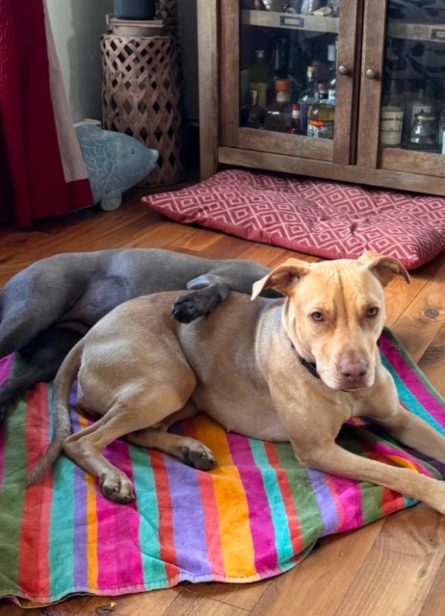Enlarge Chevy, a Adoptable mixed breed in CHURCHVILLE, NY image 2/2