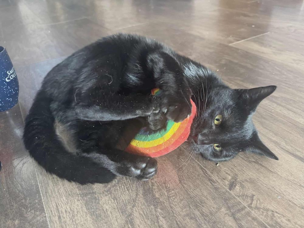 Patty Moo Moo, Adoptable, Adult Female Domestic Short Hair.