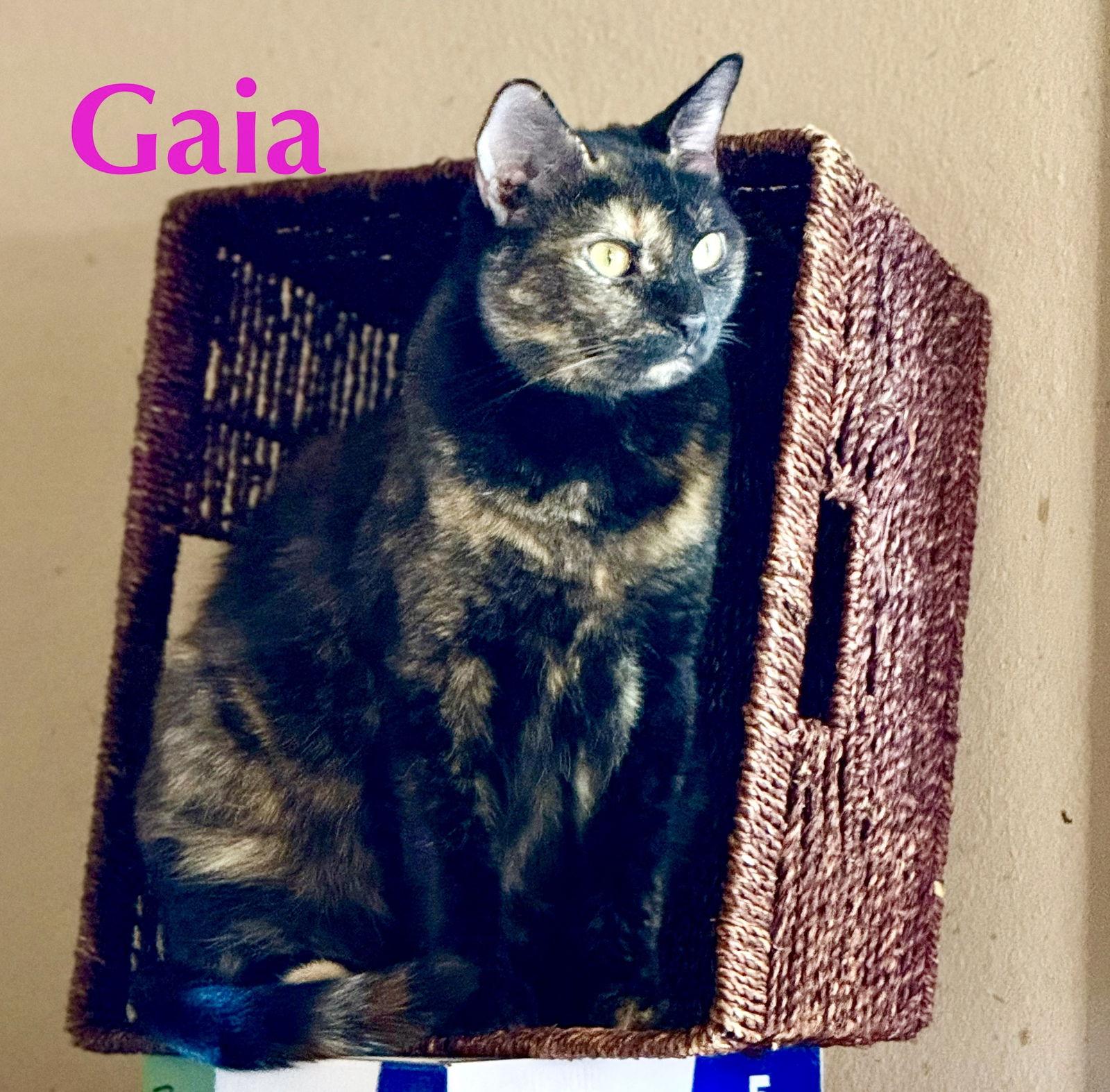 Gaia, Adoptable, Adult Female Domestic Medium Hair.