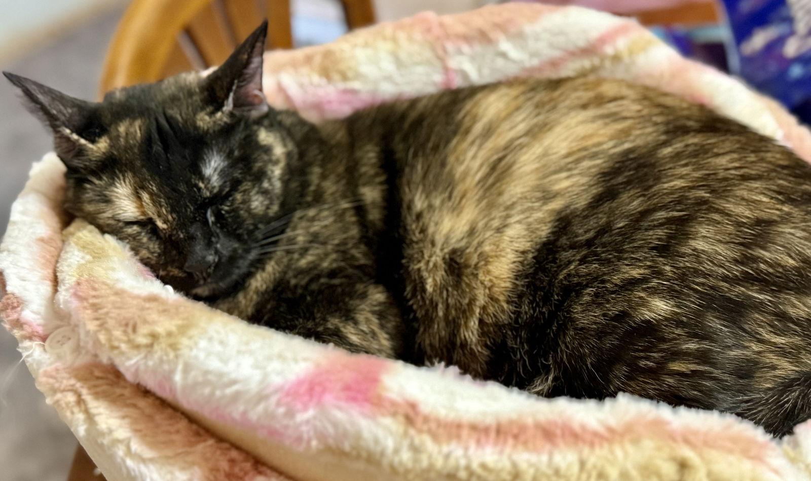 Enlarge Gaia, a Adoptable Domestic Medium Hair in Glendale, AZ image 3/3