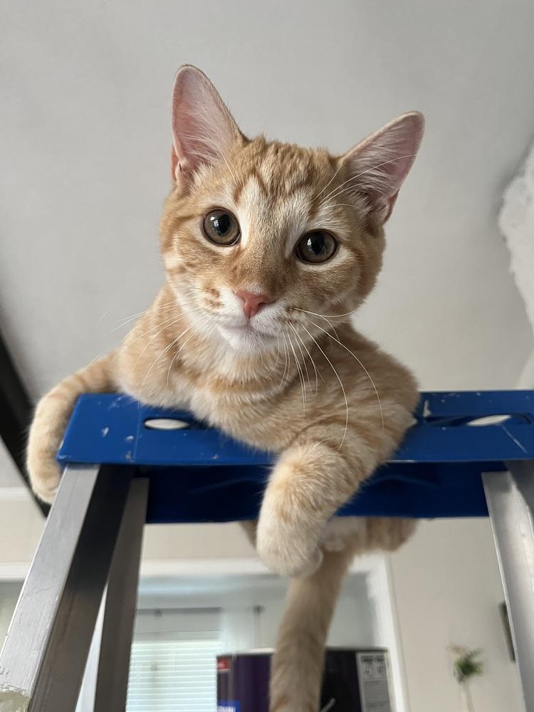 Bond, Adoptable, Kitten Male Domestic Short Hair.