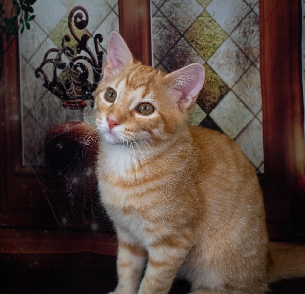 Bond, a Adoptable Domestic Short Hair in Richardson, TX image 1/4
