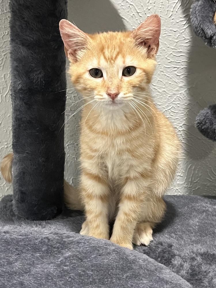 Bond, a Adoptable Domestic Short Hair in Richardson, TX image 4/4