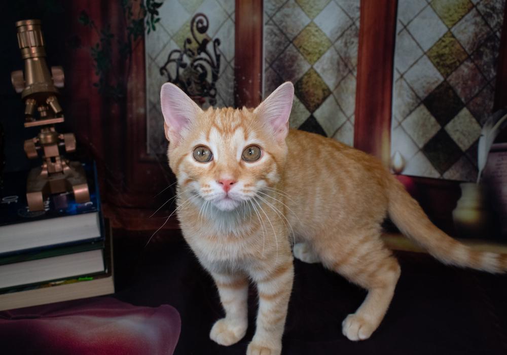 Bond, a Adoptable Domestic Short Hair in Richardson, TX image 4/4