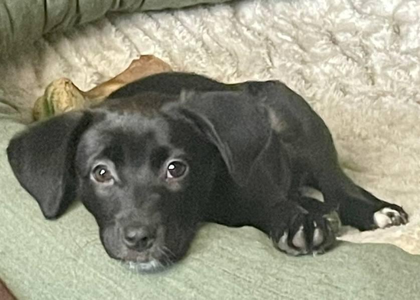 Serena, Adoptable, Puppy Female Labrador Retriever.