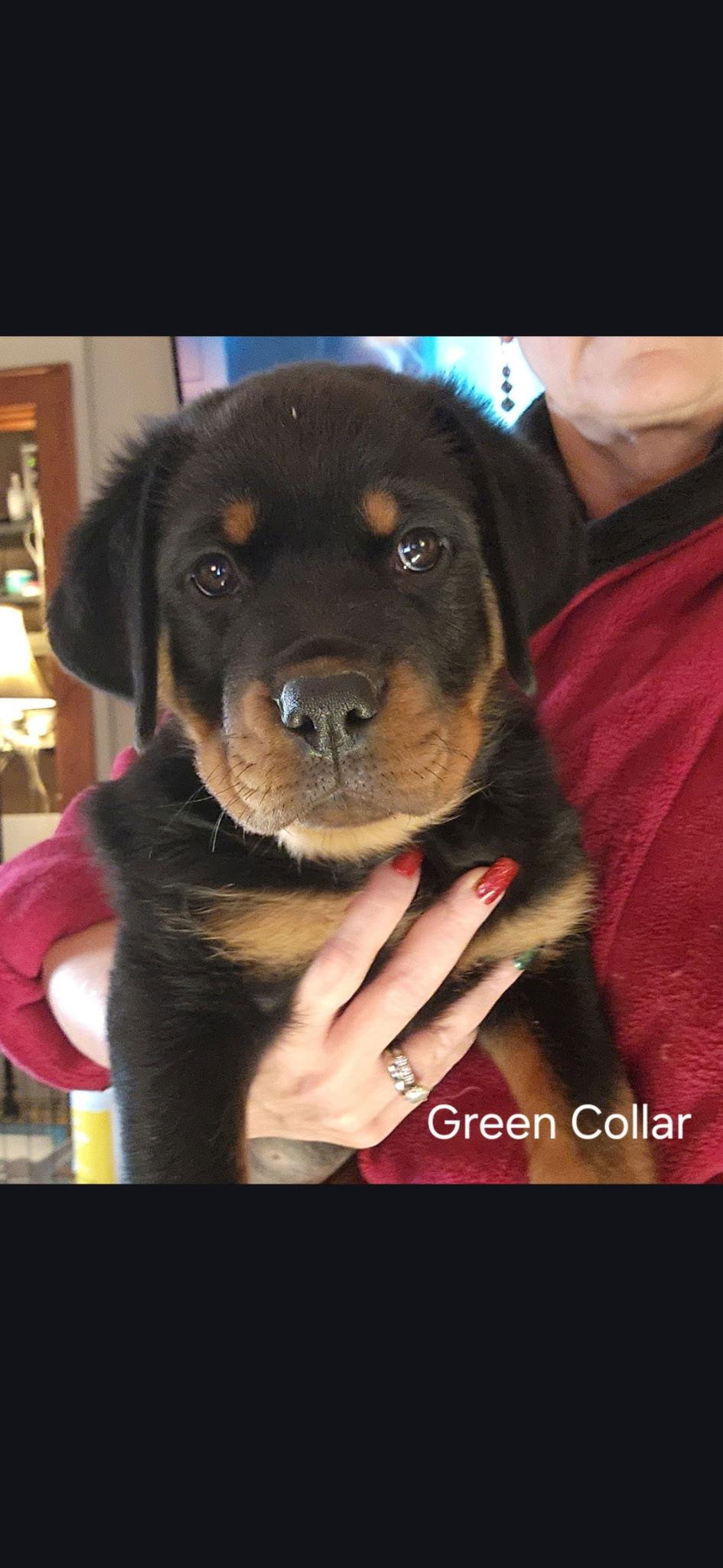 Leo puppy, Adopted, Puppy Male Rottweiler.