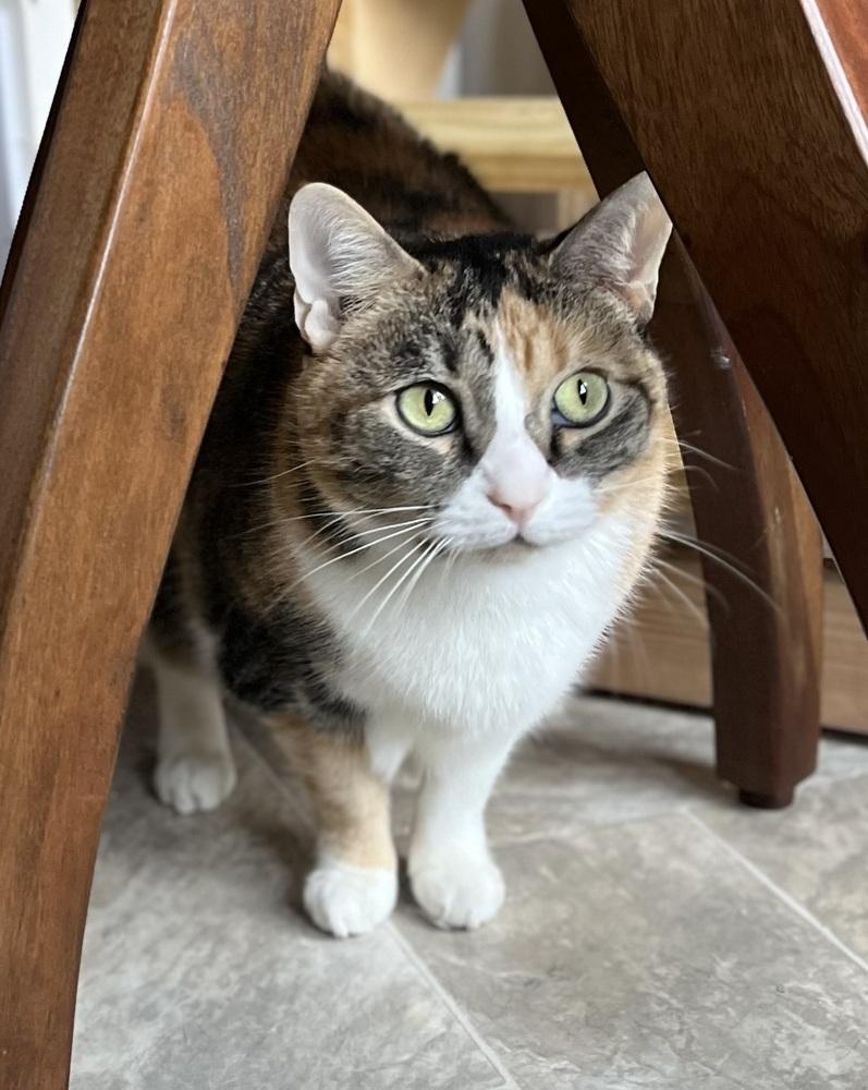 Abby, a Adoptable Calico in Chalfont, PA image 2/6