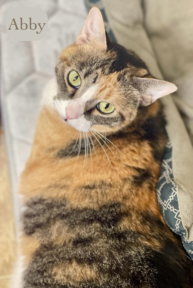 Abby, a Adoptable Calico in Chalfont, PA image 3/6