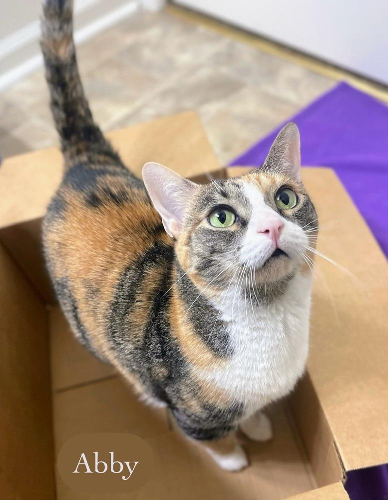 Abby, Adoptable, Adult Female Calico.