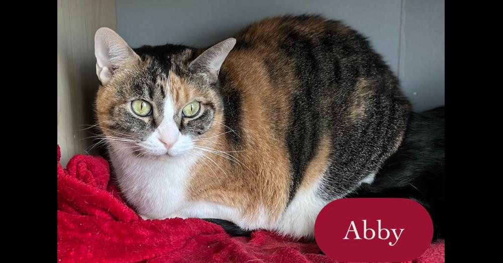 Abby, a Adoptable Calico in Chalfont, PA image 5/6