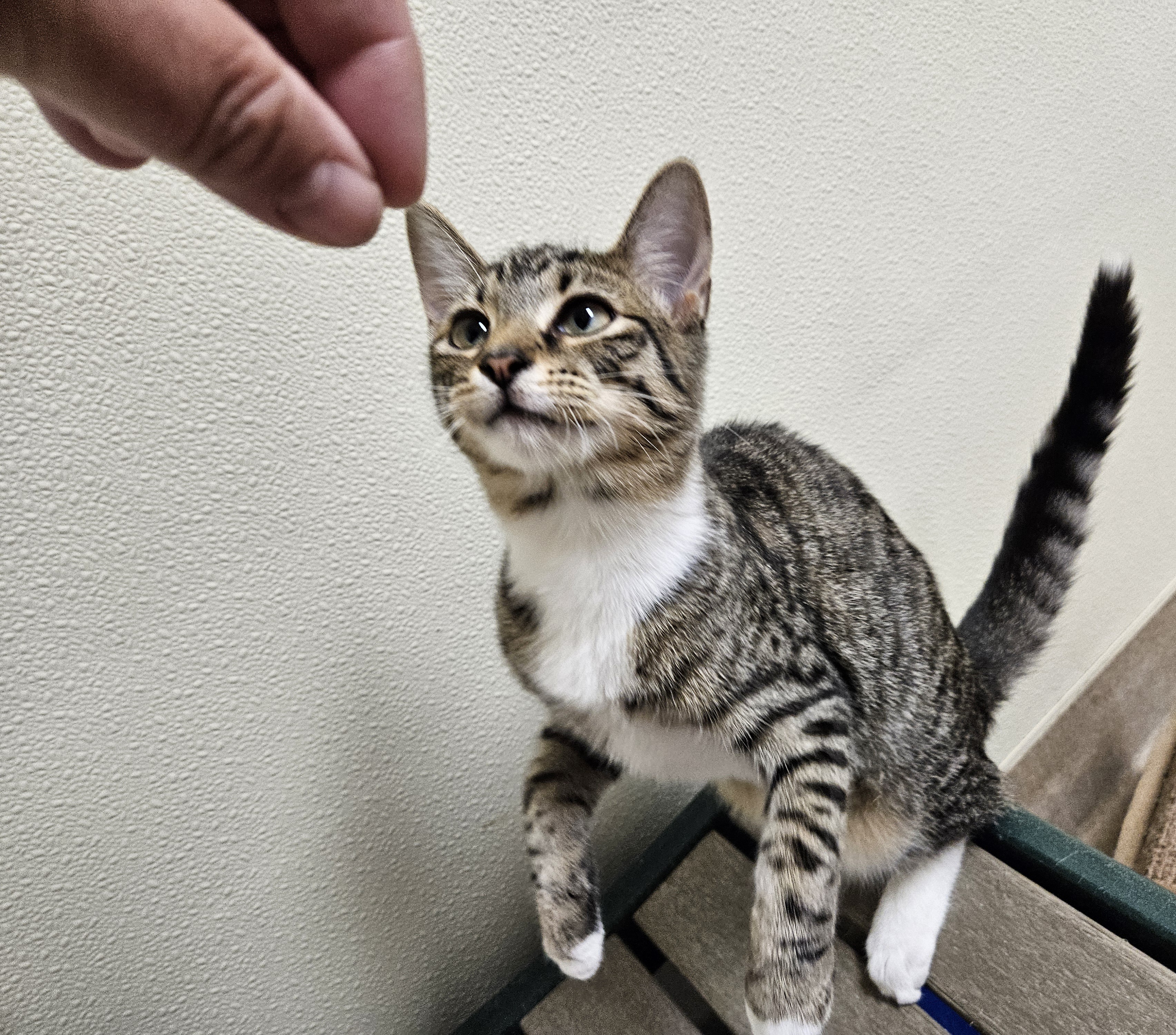 Dove, an adopted Domestic Short Hair in Myerstown, PA_image-1