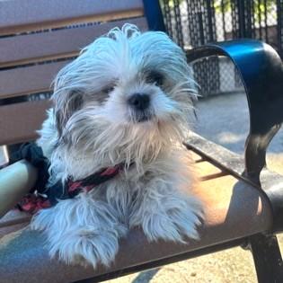 Gio, an adopted mixed breed in Phoenixville, PA image 2/2