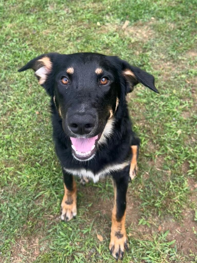 Enlarge Rip, a Adoptable Shepherd in Benton, AR image 1/2