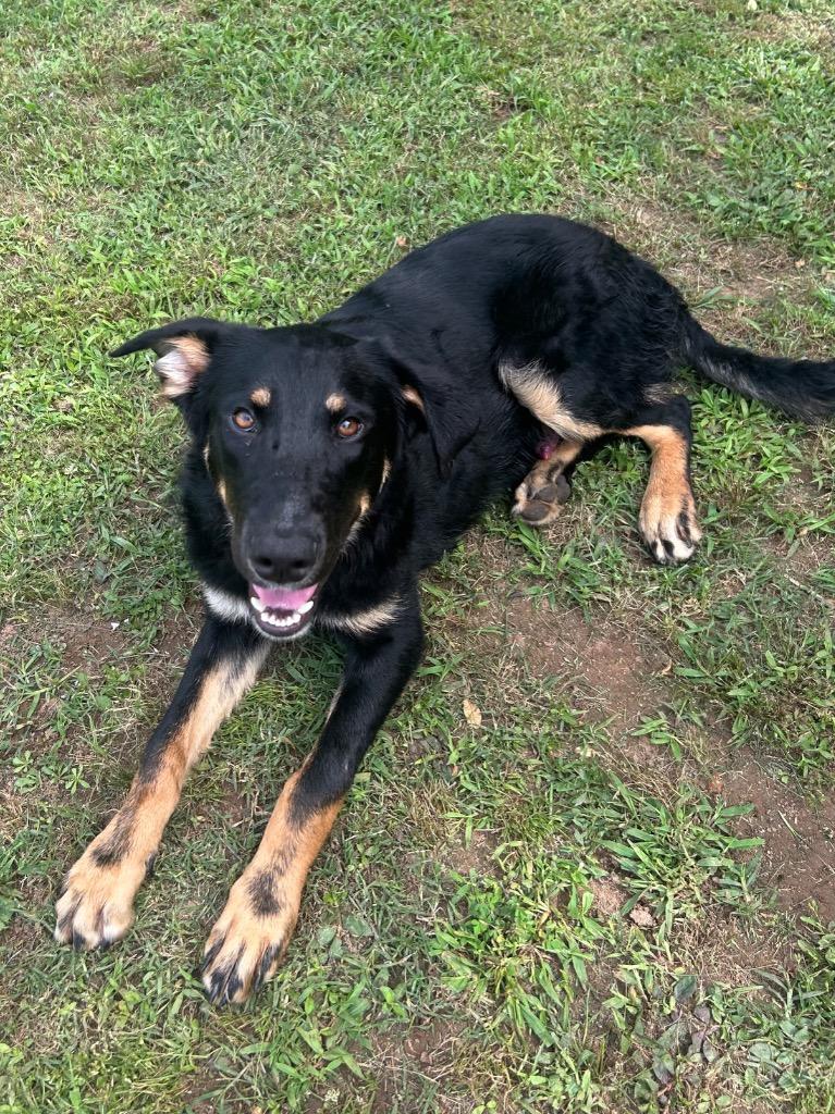 Enlarge Rip, a Adoptable Shepherd in Benton, AR image 2/2