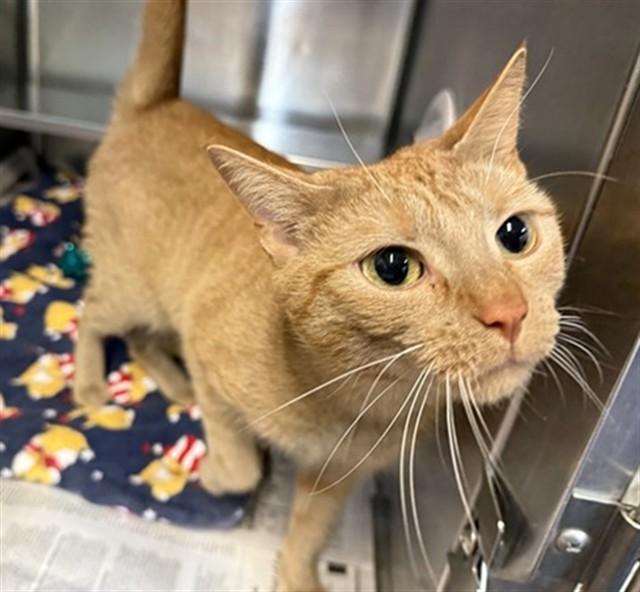 Enlarge GOLDIE, a Adoptable Domestic Short Hair in Aurora, IL image 1/1