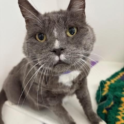 Enlarge Ricky, a ADOPTABLE Domestic Short Hair in Grass Valley, CA image 2/2