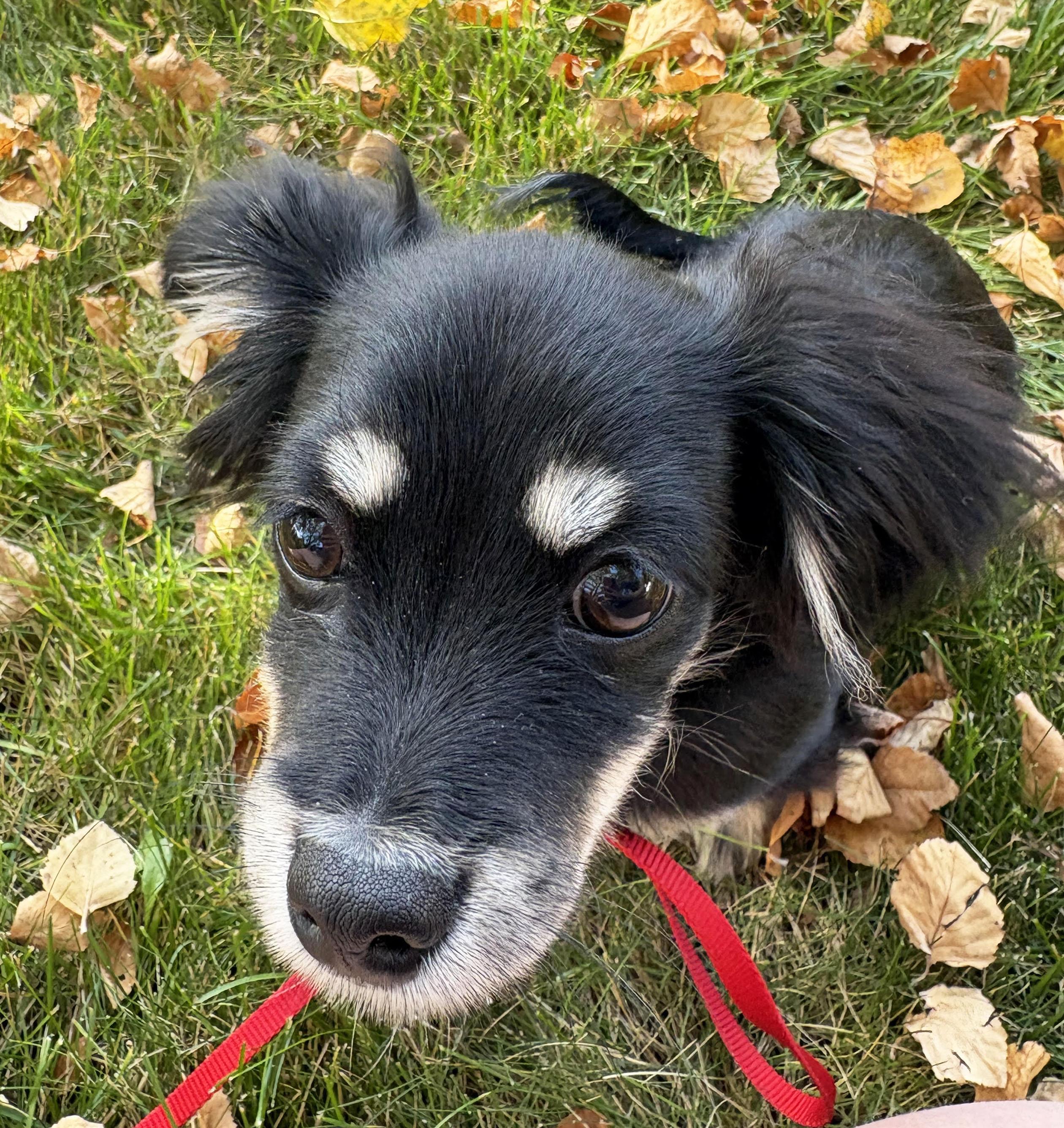 Cooper, an adoptable Papillon in Manhattan, KS, 66505 | Photo Image 1