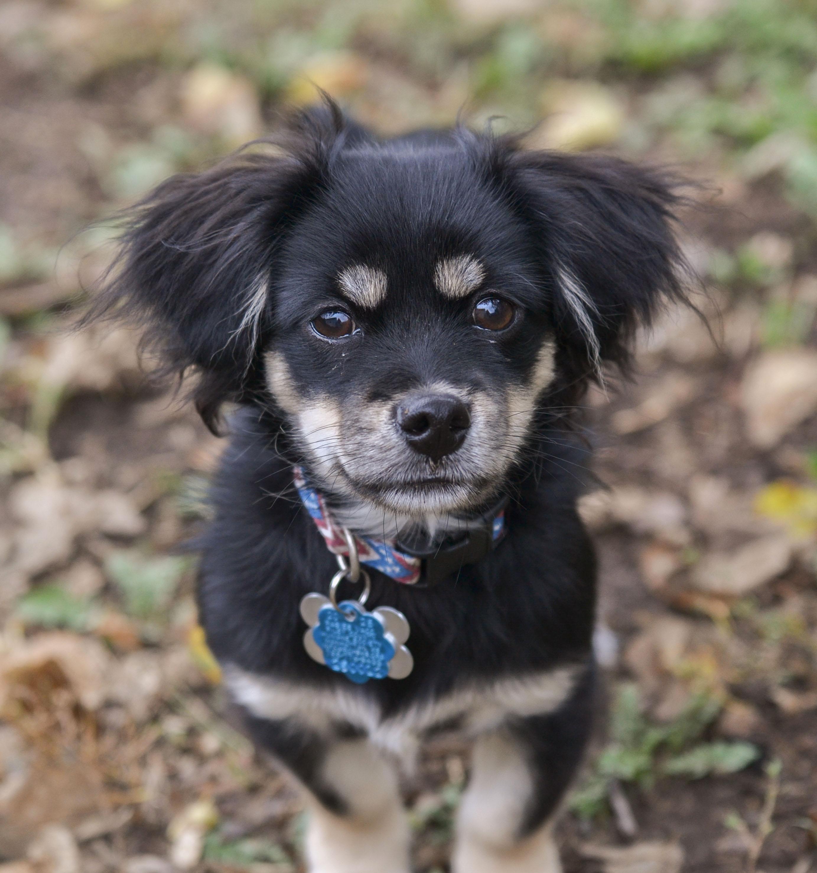Cooper, an adoptable Papillon in Manhattan, KS, 66505 | Photo Image 2