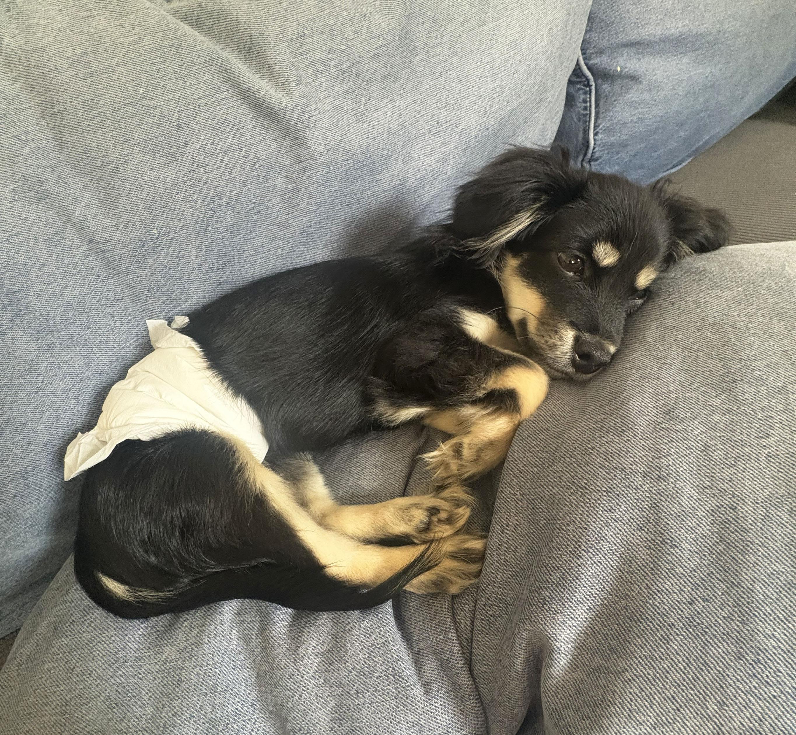 Cooper, an adoptable Papillon in Manhattan, KS, 66505 | Photo Image 4