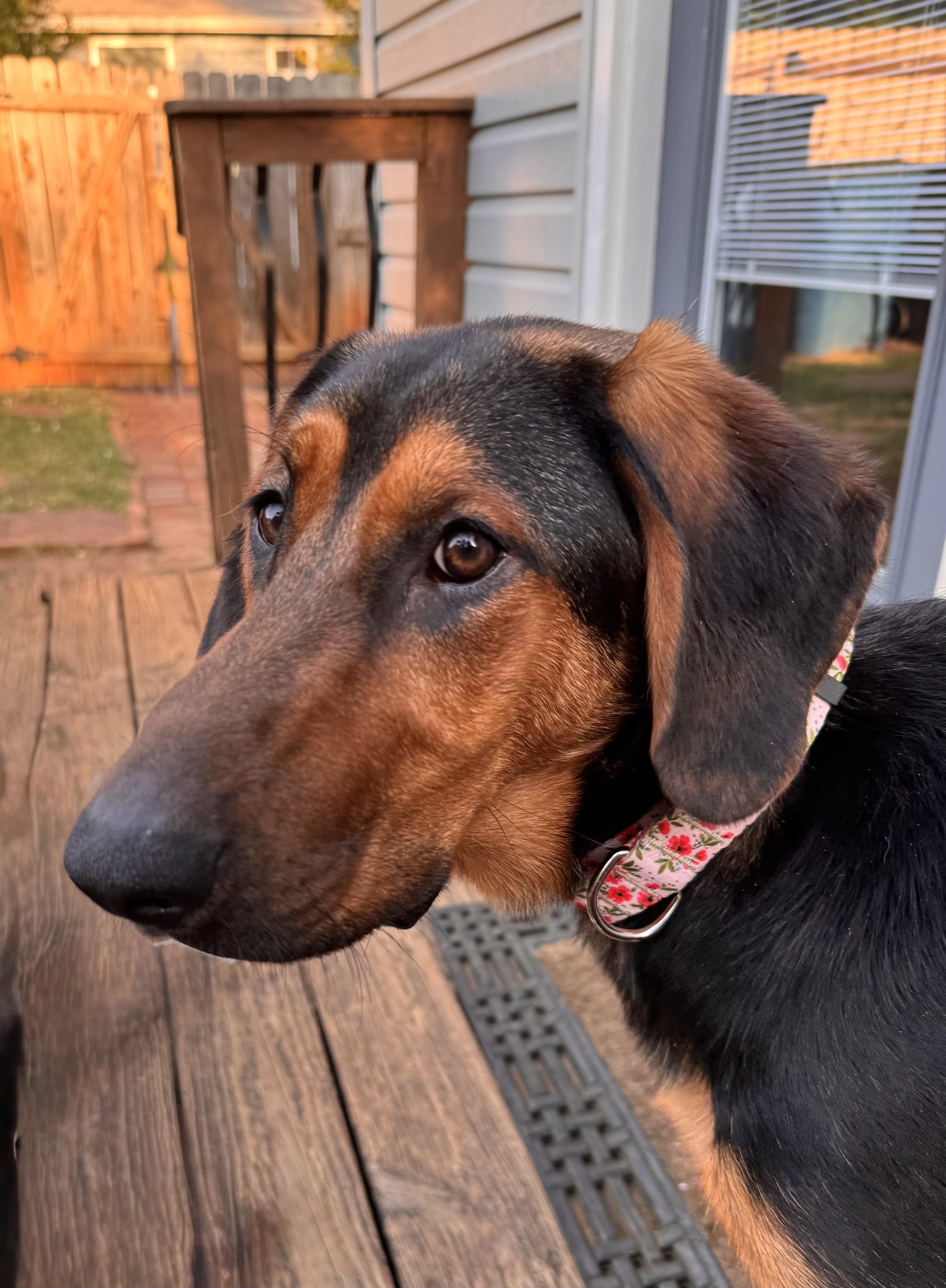 Maple, ADOPTABLE, Puppy Female Black and Tan Coonhound & German Shepherd Dog.