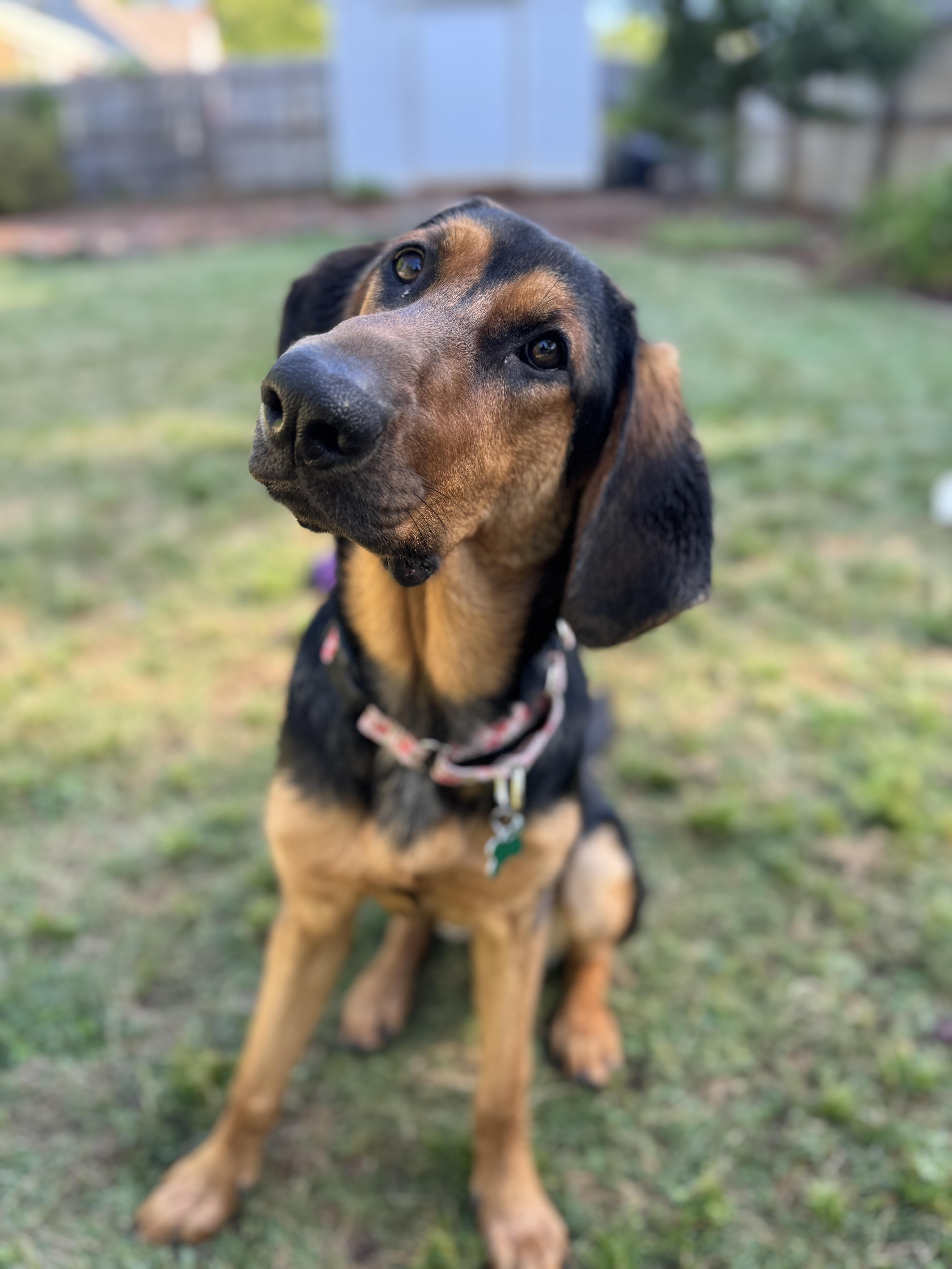 Enlarge Maple, a ADOPTABLE mixed breed in East Point, GA image 1/5