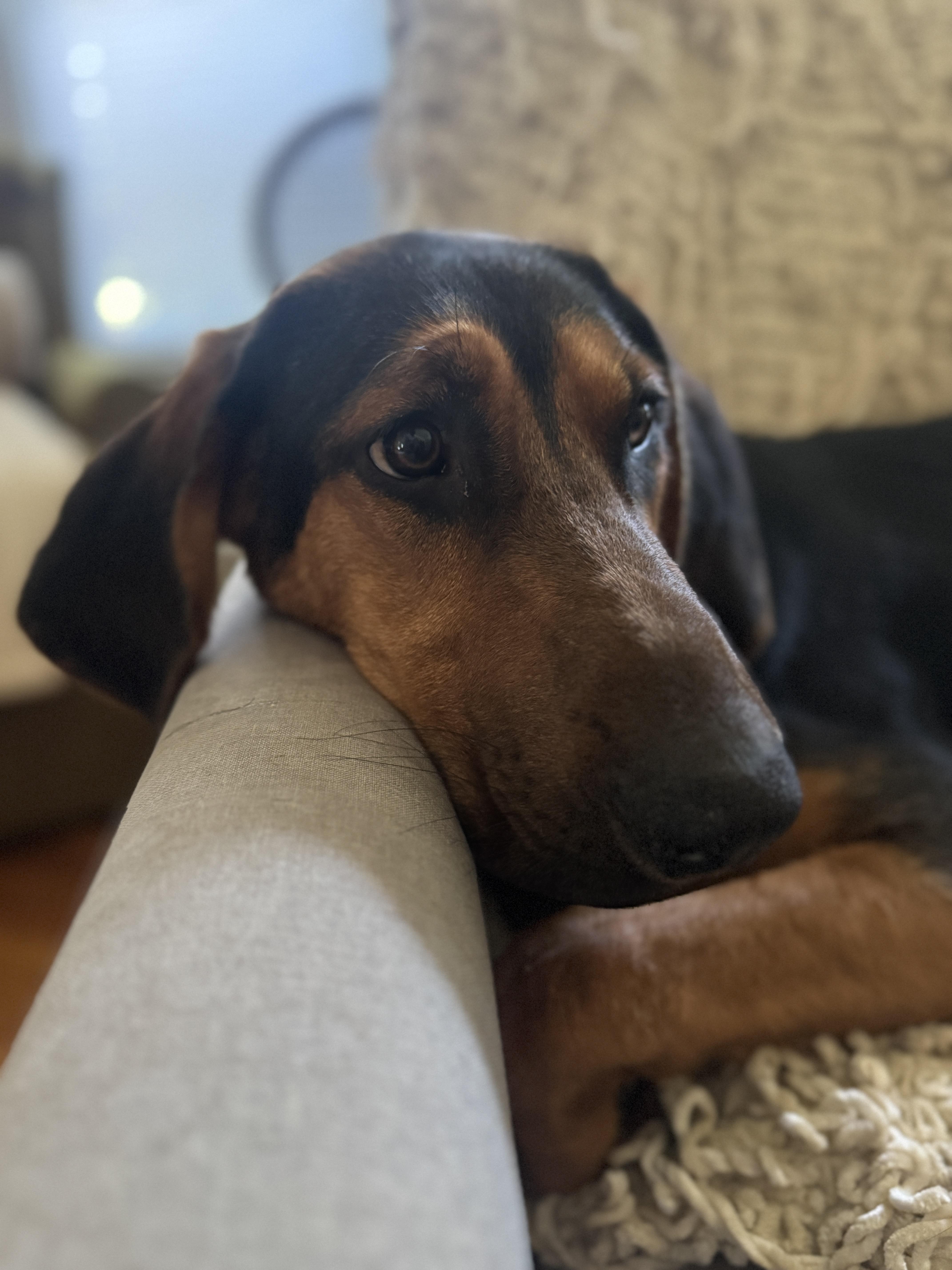 Enlarge Maple, a ADOPTABLE mixed breed in East Point, GA image 2/5