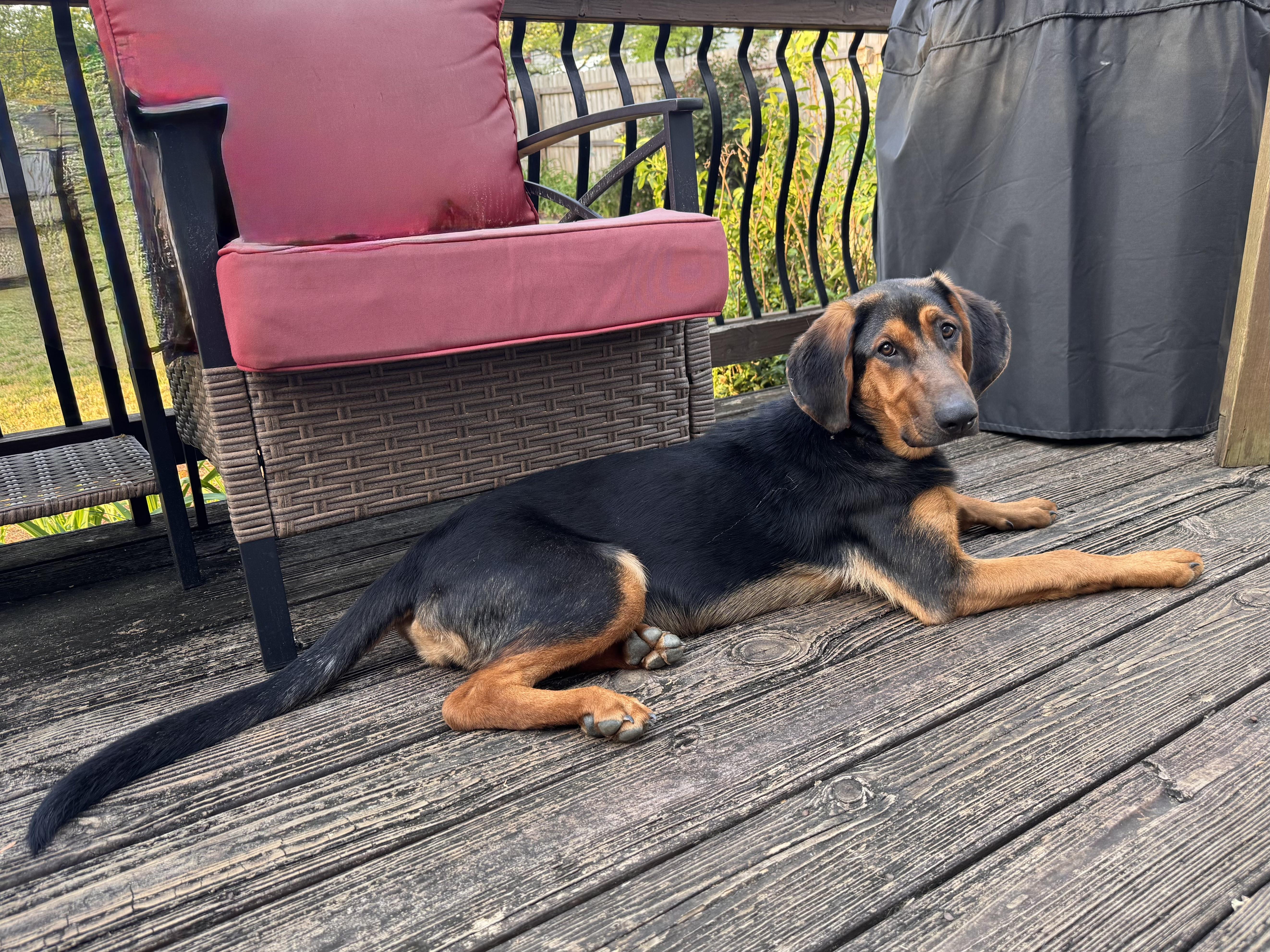 Enlarge Maple, a ADOPTABLE mixed breed in East Point, GA image 2/4