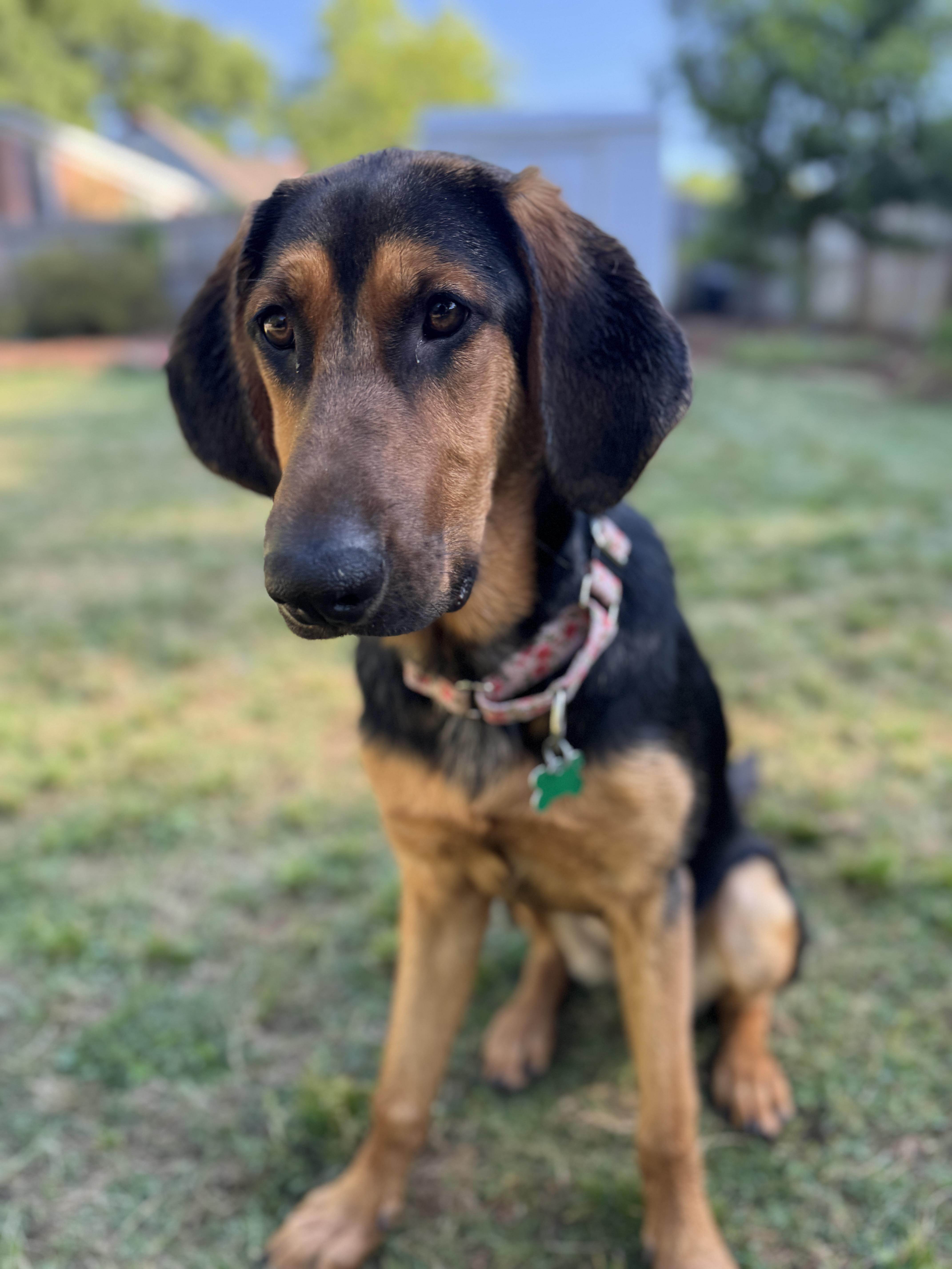 Enlarge Maple, a ADOPTABLE mixed breed in East Point, GA image 3/5